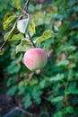 Large ripe apple on a tree branch in an orchard