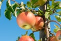 Large ripe apples clusters hanging heap on a tree branch in an intense apple orchard