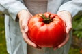 Large ripe beefsteak tomato in hands