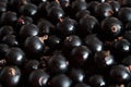 Large ripe black currant in large quantities, the background Royalty Free Stock Photo