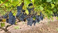 Large ripe bunches of black grapes are ready for harvest in vineyard plantation Royalty Free Stock Photo