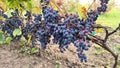 Large ripe bunches of black grapes are ready for harvest in vineyard plantation Royalty Free Stock Photo