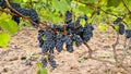 Large ripe bunches of black grapes are ready for harvest in vineyard plantation Royalty Free Stock Photo