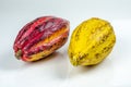 Large ripe cacao pods on white background