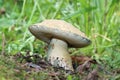 A large ripe edible mushroom Gyroporus cyanescens grows in the forest. Also known as Bluing bolete, Cornflower bolete.