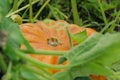 A large ripe orange gourd lies in a field among the foliage. Royalty Free Stock Photo