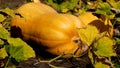 A large ripe orange pumpkin on the ground, in a bed among the leaves. harvesting vegetables Royalty Free Stock Photo