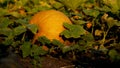 A large ripe orange pumpkin lies among the leaves in the garden bed. Pumpkin cultivation Royalty Free Stock Photo