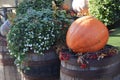 Large ripe orange pumpkin. Street composition. Autumn harvest. Halloween