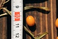 large ripe orange sea buckthorn berry near ruler showing its size on wooden surface. Selective fiocus