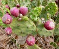 Large ripe prickly pears attached to cacti and some shells