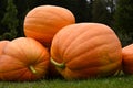 A large ripe pumpkin on a green lawn. A pile of pumpkins