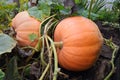 Large Ripe Pumpkins on the Vine Royalty Free Stock Photo