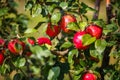 Large ripe red apples hanging from tree branch in orchard ready for harvesting Royalty Free Stock Photo