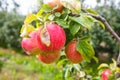 Large ripe red apples hanging from tree branch in orchard ready for harvesting Royalty Free Stock Photo