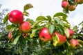 Large ripe red apples hanging from tree branch in orchard ready for harvesting Royalty Free Stock Photo