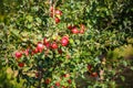 Large ripe red apples hanging from tree branch in orchard ready for harvesting Royalty Free Stock Photo