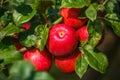 Large ripe red apples hanging from tree branch in orchard ready for harvesting