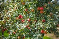 Large ripe red apples hanging from tree branch in orchard ready for harvesting Royalty Free Stock Photo
