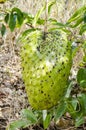 Large Ripe Soursop