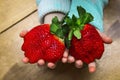 Large ripe strawberry the size of a child`s palm. A child holds two huge strawberries in his hands