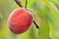 Large ripe sweet peach growing on a tree branch, close-up Royalty Free Stock Photo