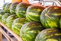 Large ripe watermelons Royalty Free Stock Photo