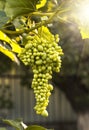 Large ripening bunch of white grape on the vine