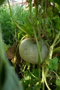 Large ripening green pumpkin growing on branch in a greenhouse