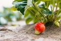 A large ripening strawberry on a bush