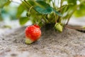 A large ripening strawberry on a bush lies on a special soil cover