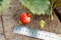 A large ripening strawberry on a bush and a special ground cover with a rule