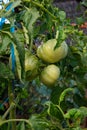 Large ripening tomatoes on bush branches in a greenhouse