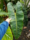 A large and rippled green leaf of Philodendron Billietiae