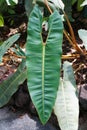 A large and rippled green leaf of Philodendron Billietiae, a rare tropical plant