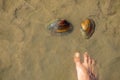 2 large river water clams on top of the sand with feet to compare the size of the bivalves. Royalty Free Stock Photo