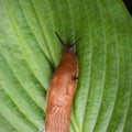 A large roadside slug is crawling along the hosta leaf.