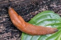 A large roadside slug crawls from a hosta leaf to a tree.