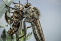 Large robber fly with his dinner