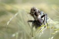 A large robber fly ktyr grabbed a fly and sucks the juices from it in the grass