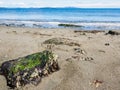 Large rock covered in seaweed on sandy ocean beach Royalty Free Stock Photo