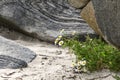 A large rock sits on a sandy beach in Norway with a small patch Royalty Free Stock Photo