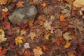 Large rock situated in the middle of a pile of autumn leaves.