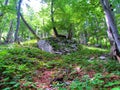 Large rock in a summer mountain beech forest