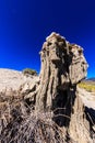 A large rock with a tree growing out of it Royalty Free Stock Photo