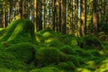 Large rocks covered with a thick layer of green moss