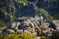 Large rocks on a mountain with lots of greenery. Closeup of rocky Lions Head mountain during summer in Cape Town, South