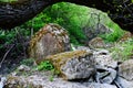 Large rocks in the woods