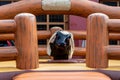 Large Rodeo Mechanical Bull Riding Machine Royalty Free Stock Photo