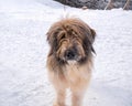 Large Romanian Mioritic Shepherd Dog originated in the Carpathian Mountains of Romania. Dog used as a herd protector Royalty Free Stock Photo